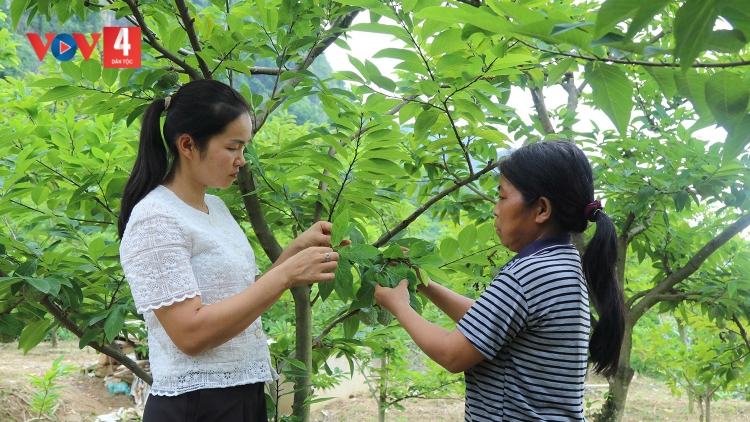 LẠNG SƠN LỒNG RÈNG TẢNG LÀN NON NHẲN DÚ CO MÁC NA