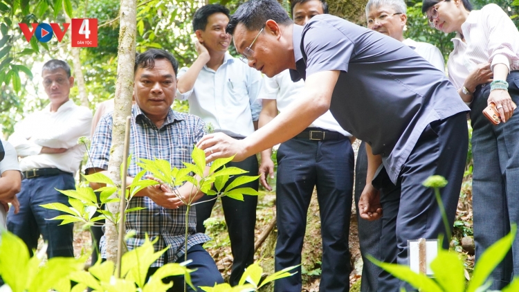 SÂM NGỌC LINH CHR’NĂP PR’HÁT COH BHA LANG K’TIẾC NĂC CĂH ƠY BƠƠN ĐƠƠNG PA CÂL OOY K’TIẾC K’RUUNG N’LƠƠNG
