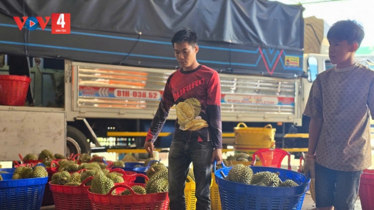Siết chặt quản lý mã số vùng trồng và cơ sở đóng gói xuất khẩu nông sản