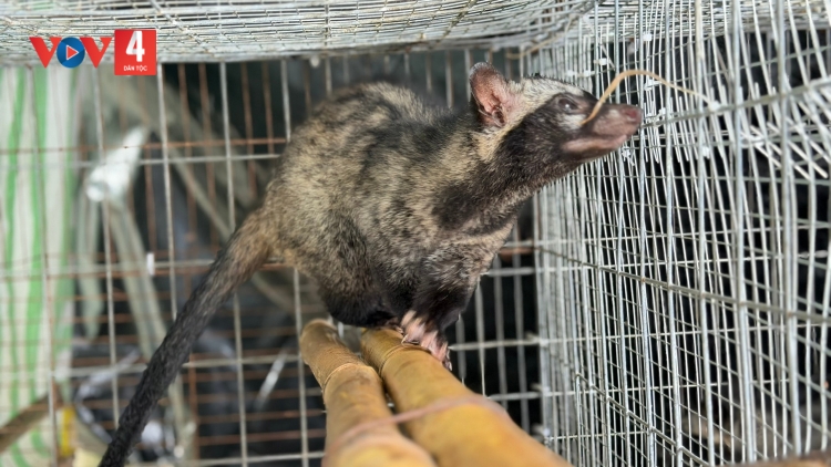 Chuyển hướng chăn nuôi, tìm sinh kế mới