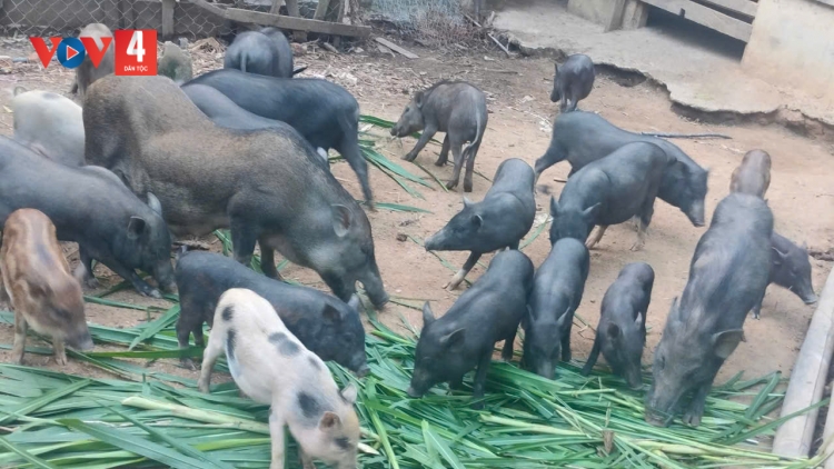 ĐHANUÔR DA DING K’COONG DƯR TA CLƠ ĐƯƠI VÊY BĂN A’ỌC TĂM