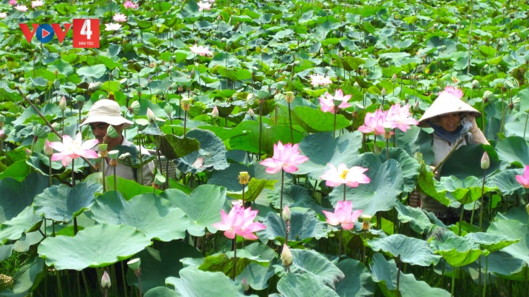 SEN ĐỒNG THÁP – C’LEH VĂN HÓA TƯƠC PR’ĐƠỢ HA DƯR