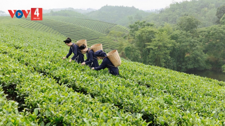 THÁI NGUYÊN: PỬA MỌI NHỎT CHÈ MÌ CHỈA MAI RỌ CỐC CO