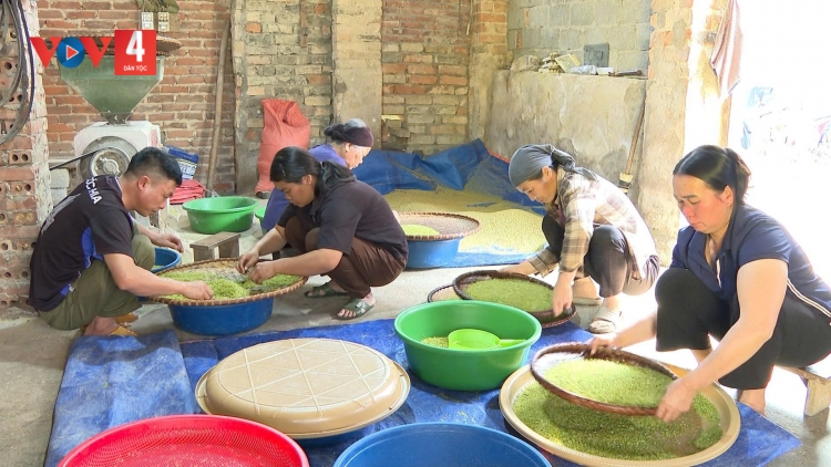 Mùa cốm Khẩu Nua Lếch ở Ngân Sơn 