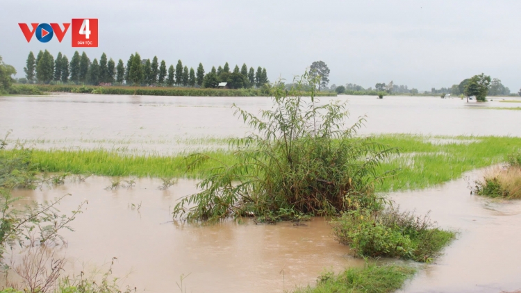 GIA LAI: BOO TUH BHRỢ K’ĐOONG LÂH 300 PR’LOỌNG ĐONG ĐHA NUÔR, BHRỢ CR’PÂN K’NOỌ 200 HA CHR’NOH