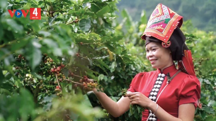 Cà phê Arabica mở rộng thị trường cho nông sản Sơn La