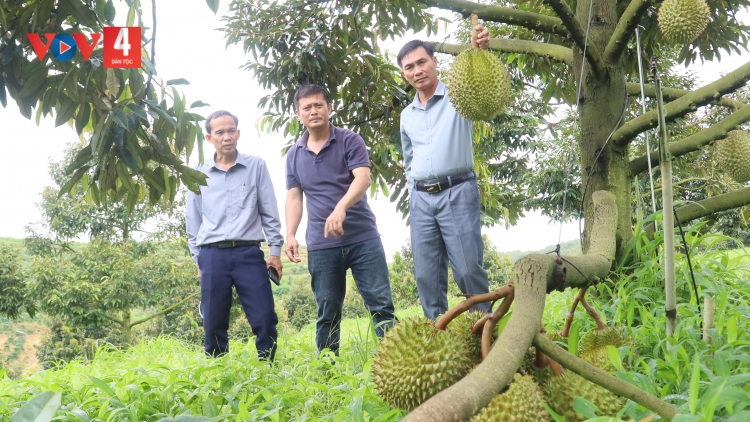 SẦU RIÊNG T’VAIH C’LÂNG PA DƯR CA VAN ĐHỊ ZR’LỤ CA NOONG K’TIẾC QUẢNG NGÃI