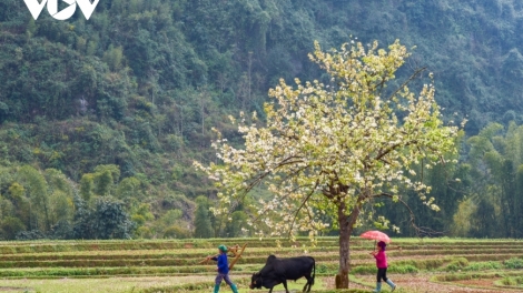 MÙA HOA LÊ- BÀI THEN TẶNG MẸ