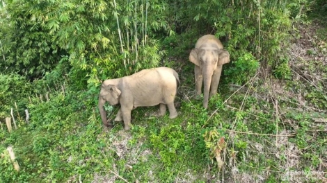 2 p’nong coon căn ruôih crâng chô pa hư nang keo âng đhanuôr đhị Nghệ An