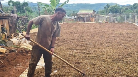 Dak Nông pơtăn hlâo tơlơi dop kơphê