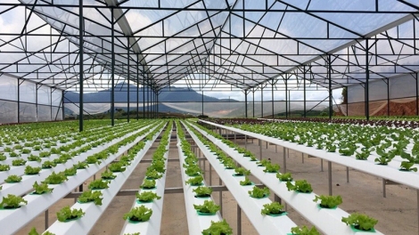 Lâm Đồng mđĭ ktang mđĭ kyar bruă lŏ hma thâo mĭn