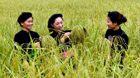 CHƯƠNG TRÌNH KHAY HENG TÀY - NÙNG  (Thứ Tư- Vằn 19 bươn 10 pi 2022)