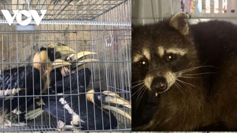 Tr’xăl bh’rợ đươi dua lêệ a đhăh dzăm âng manưih thành thị