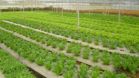 Lâm Đồng hruă kjăp wai lăng phun gơnam đang hmua VietGap 