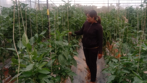 Phung mniê Lâm Đồng bi đru mđĭ kyar bruă duh mkra