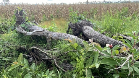 Hmuâ parŏng tơdroăng tơkêa bro pêt tơmeăm pêi chiâk deăng a Dak Lak vâ kếo ‘nhê kong, pêt 
