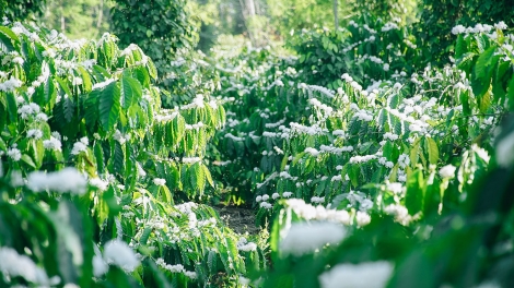 Vận động buôn làng đánh giặc