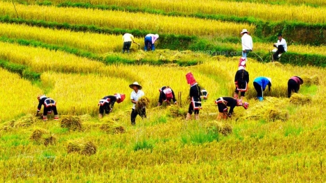 Phai paz nhây phiến