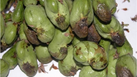 Ktrâo atăt hdră dlăng kriê wiê ênăk bruă mkhư̆ klei hluăt ƀơ̆ng mnơ̆ng ngă kơ ana kñŭl