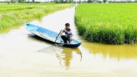 ជីវភាពមានការរីកចំរើននៅតំបន់ដីប្រៃអាស្រ័យជ្រើសរើសទម្រង់ចិញ្ចឹមបង្គាឆ្លាស់ជាមួយដំណាំស្រូវនៅខេត្តបាកលីវ។