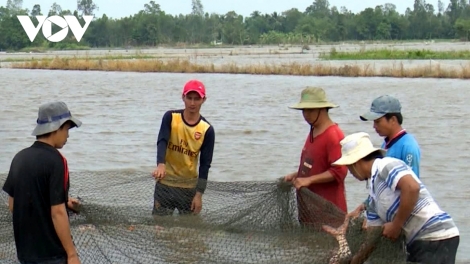 កសិករហូវយ៉ាងផលិតសម្របតាមធម្មជាតិក្នុងរដូវទឹកជំនន់