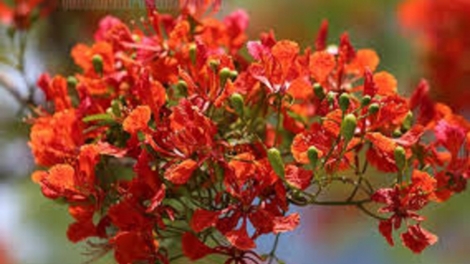 T'RUIH T'NGAY 20/11/2022