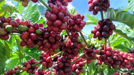 Kon Tum: msir mgaih klei kƀah mnuih kpĕ kphê