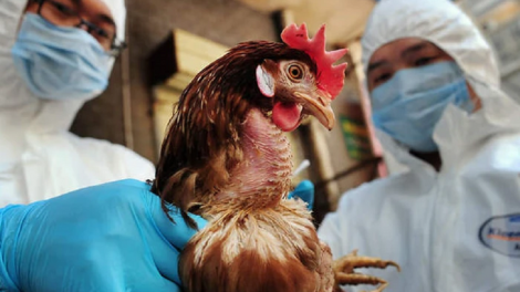 DOM KADHA BREI THAU LAC NJAUK RUAK KUM A/H5N1 DI MENUAC SAONG JALAN PACANG CAGA