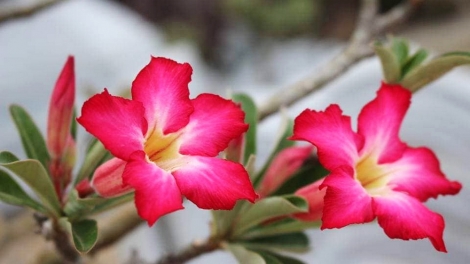 T'RUIH T'NGAY 12/11/2022