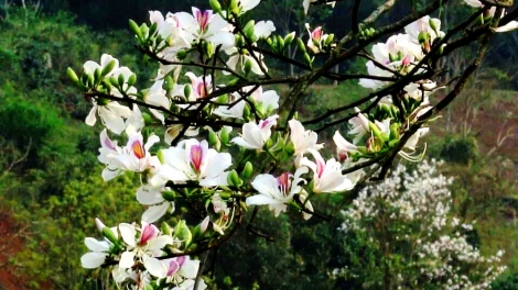 T'RUIH T'NGAY 8/11/2022