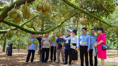 Dak Lak thăm pơkuâ mah kơxô̆ kơpong pêt plâi sầu riêng