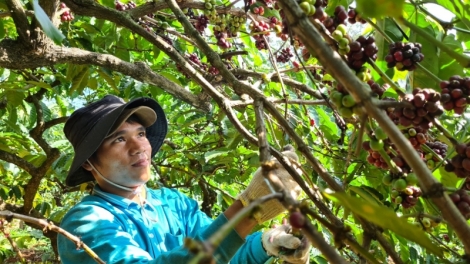 Gia Lai: Tăch n’gluh 10 khay 2022 geh 595 rkeh đôlar 