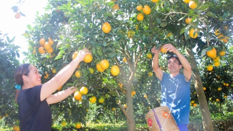 Da ding ca coong Mộc Châu puôn hân noo zêng vêy pô p’lêê