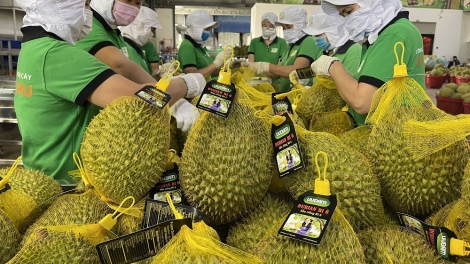 TIEN GIANG: PAGLAONG PREIN MERIAK GAUK KA BAOH DURIAN PABLEI TABIAK NEGAR LANGIU