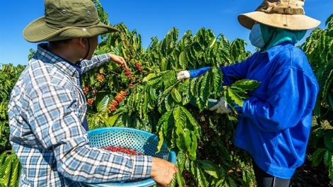 Vei kơ jăp hơnăn rim tơmam drăm kăl tơring kon pơlei kon kông păng groi kông