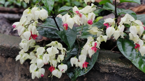 Mơak Thŭn Bhang Mrâo