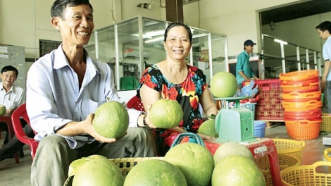 ផ្លែក្រូចថ្លុងសំបកបៃតងរបស់ខេត្តបេនត្រែដំបូងបង្អស់បាននាំចេញទៅសហរដ្ឋអាមេរិក។