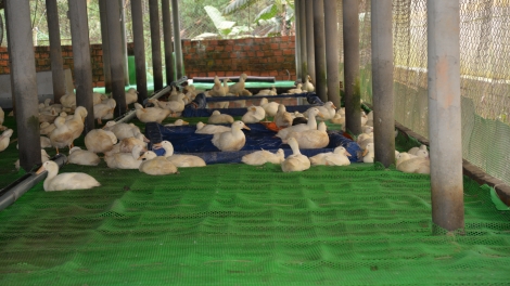 Nông nghiệp t’viêng râu ting xay bhrợ âng apêê pr’zơc manuyh acoon coh