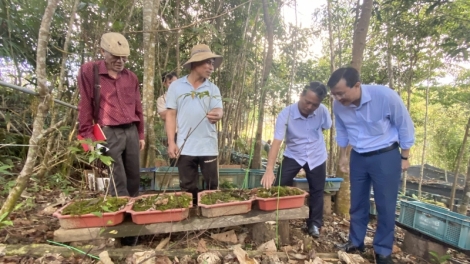 Kon Tum: Diic điêl lơi phố chô ooy da ding Ngọc Linh choh sâm bơơn zên tỷ zập c’moo