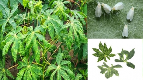 MTÔ LAČ HDRĂ GANG MKHƯ̆ KLEI MNƠ̆NG NGĂ TŬL HLA TI ANA HBEI ɃLANG 