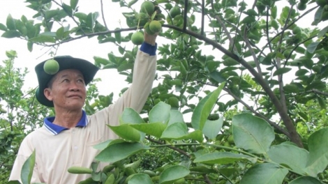 DOANH NGHIEP PAMBUAK HAONG URANG NONG PIAH KAYA NONG HU PABLEI TABIAK NEGAR LANGIU ATAH JANG