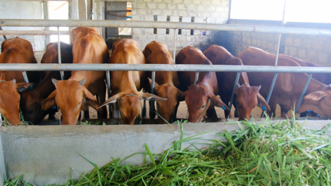 Zr’lụ ca coong A Lưới cha groong cha cêệt đoọng ha bh’năn băn