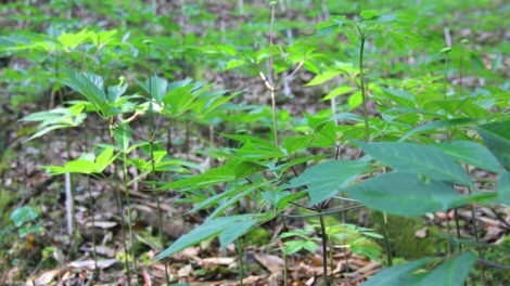 Pay đoọng 7,4 tỷ đồng zooi câl m’ma zơ nươu lâng sâm Ngọc Linh