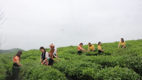 Phai paz nhây phiến