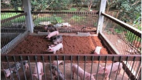           Nau ƀư kan rklaih lơi ndŏk nja tâm nau mât rong đah chế phẩm sinh học