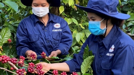 Tam gơl mờng kwèng lơh sa suơn sre, cau jơi bơtiàn kòn cau dùl êt nă cau tàm càr Dăk Lăk geh rài kis hờm ram