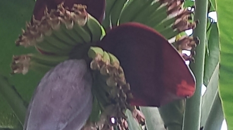 Yăldliê kahan Dam Bhu leh anăn Dam Bha kdrêč 1