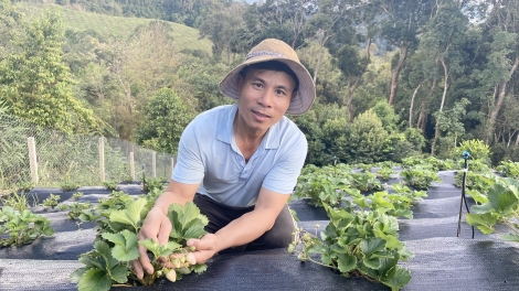 Kon Tum: Ùr bơklau sơrbì ƀòn drà lòt tus bơnơm Ngọc Linh tam kơnuh sơnơm lơh geh priă jền tơmàn đong pah nam 