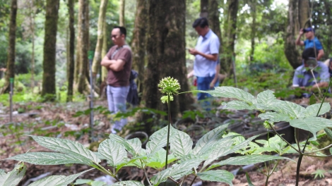 Mđĭ kyar bruă pla mjing ana êa drao, hdră tă mrâo kơ krĭng dleh dlan Tu Mơ Rông