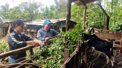 Dak Lak: Phung mniê mnuih djuê ƀiă bi mlih klei mĭn, hdră ngă čiăng mđĭ kyar bruă duh mkra, bi hrŏ ƀun h’ĭt kjăp